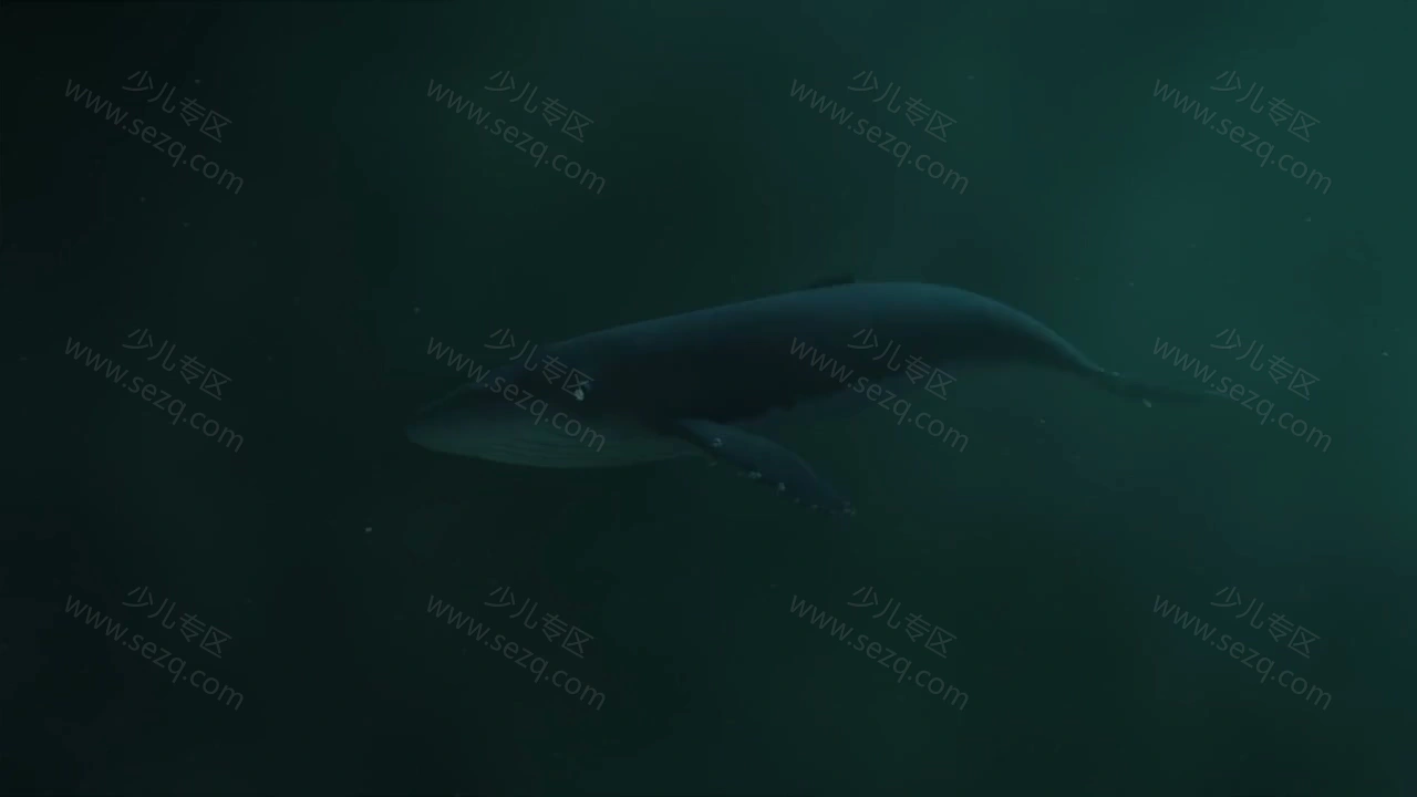 海螺和鲸鱼的剧照截图7
