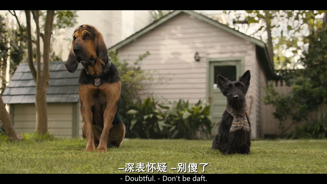 小姐与流浪汉的剧照截图3