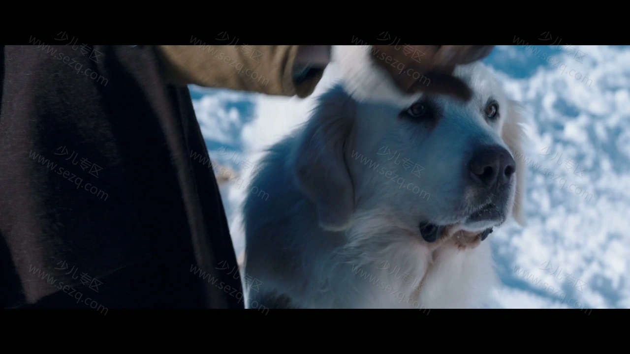 灵犬雪莉3的剧照截图5