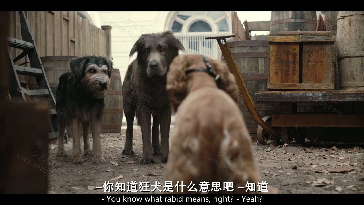 小姐与流浪汉的剧照截图5