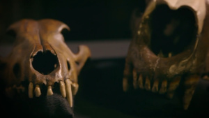 科普纪录片《冰河巨兽 Ice Age Giants》全3集 英语英字 720P/MKV/8.06GB 下载