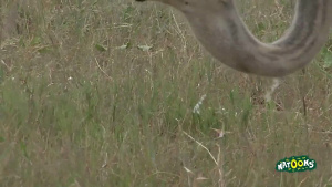 益智动画片《宝宝爱玩具 TuTiTu TuTiTu》全49集 无对白 1080P/MP4/1.44GB 下载