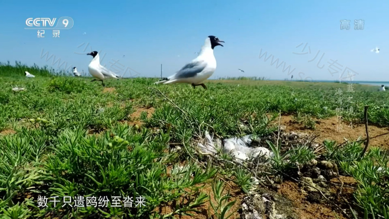 蔚蓝之境 2020的剧照截图1