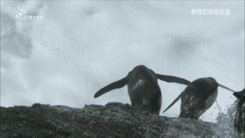 野性巴塔哥尼亚的剧照截图1