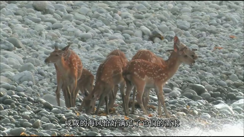 野性俄罗斯的剧照截图3