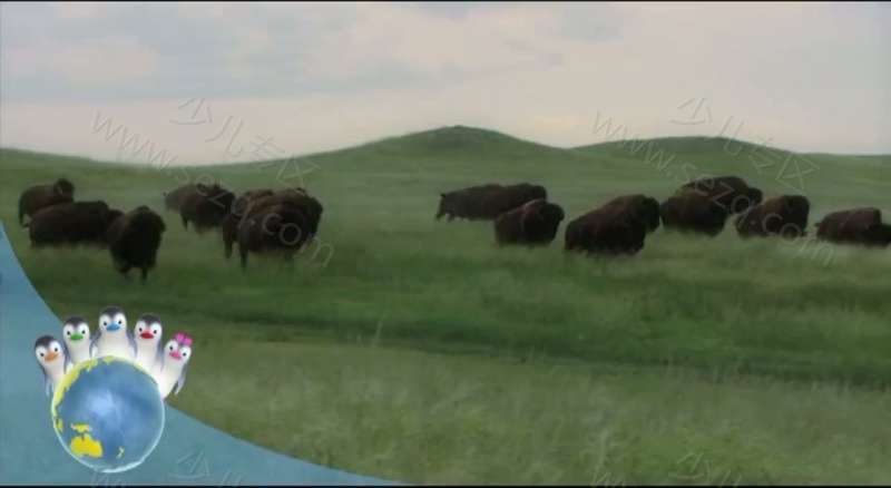 嘘!企鹅来了之企鹅爱地球的剧照截图4