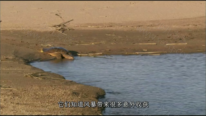 野性俄罗斯的剧照截图5