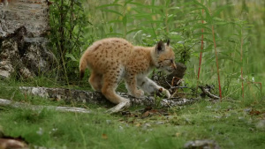 儿童科普片《如果我是一只动物》全52集 国语中字 1080P/MP4/3.65GB 下载