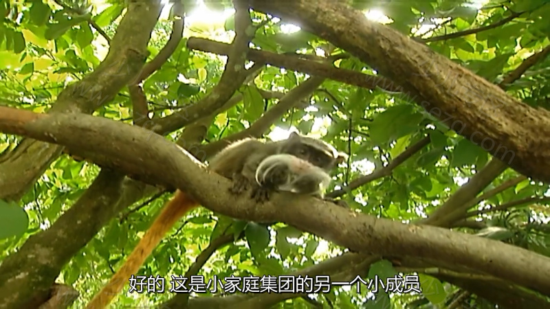 森林动物园的剧照截图3