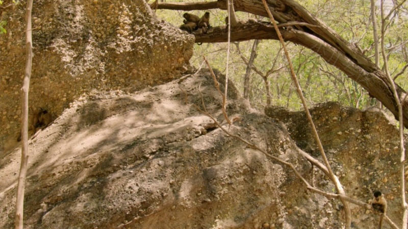 野性巴西的剧照截图1