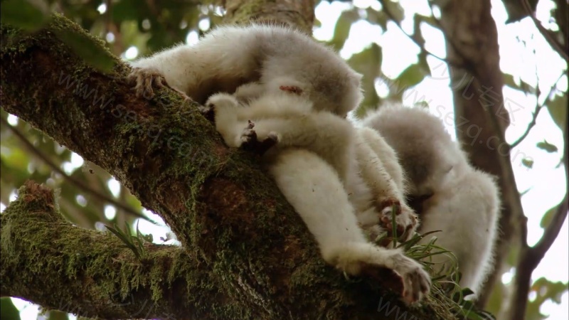 如果我是一只动物的剧照截图3