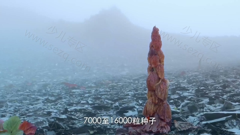 影响世界的中国植物的剧照截图4