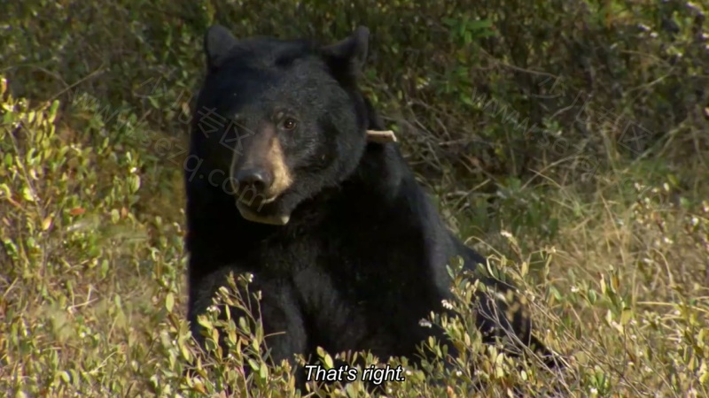 地球生物圈的剧照截图1