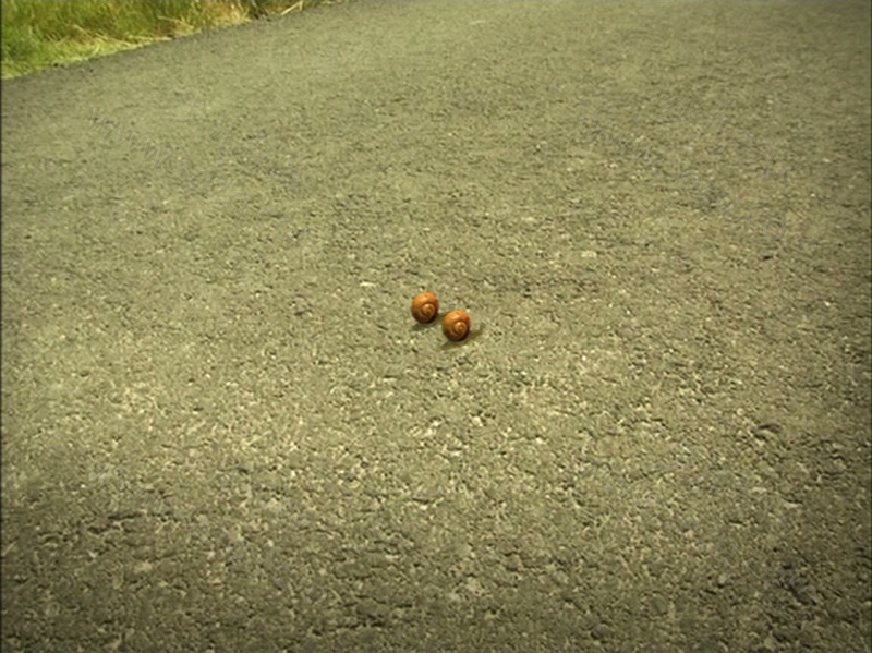 昆虫小世界的剧照截图7