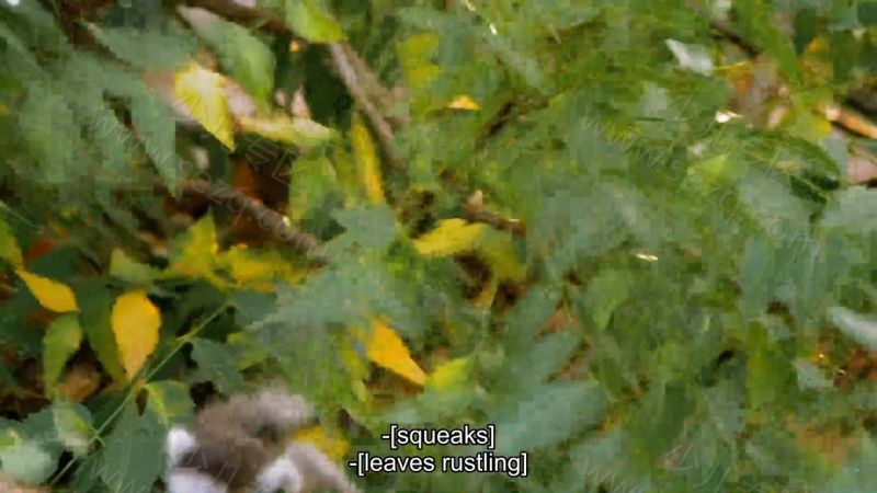 如果我是一只动物的剧照截图2