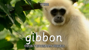 动物动画片《森林动物园 Forest Zoo》全26集 英文版 720P/MP4/3.10GB 下载