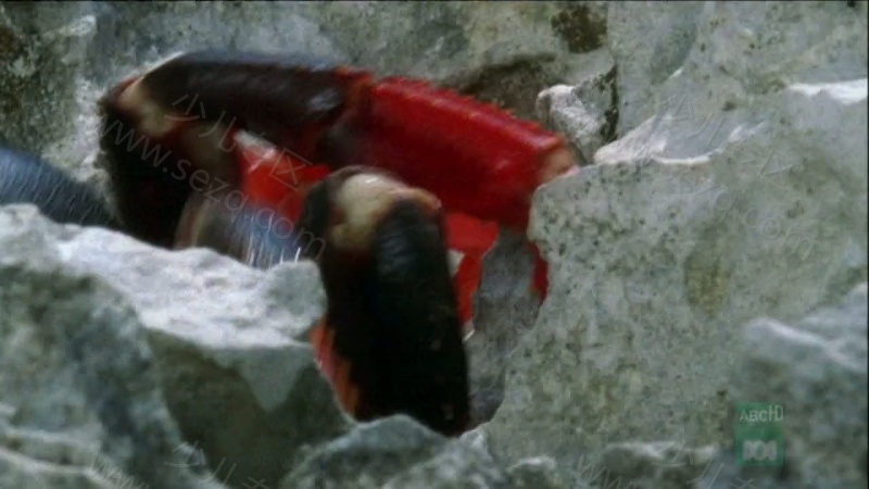 野性加勒比的剧照截图6