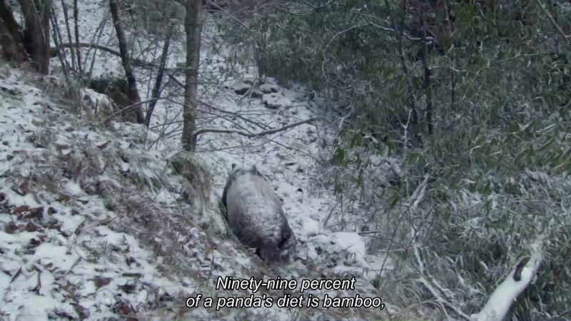 地球生物圈的剧照截图6