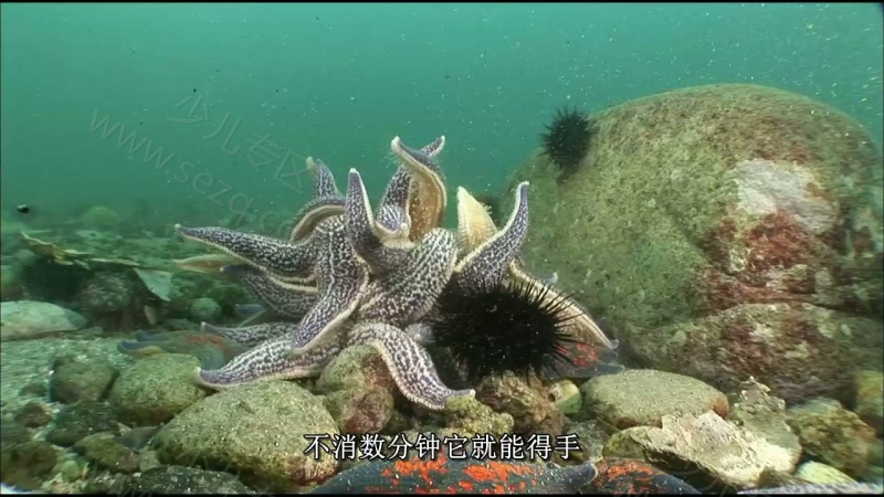 野性俄罗斯的剧照截图6