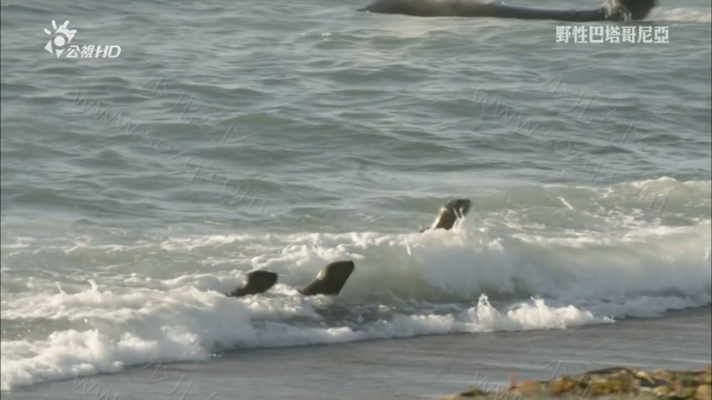 野性巴塔哥尼亚的剧照截图5