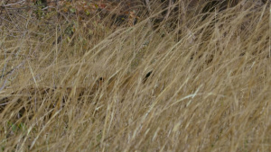 生活纪录片《多彩生活 Life In Colour》全3集 英语版 1080P/MP4/4.59GB 下载