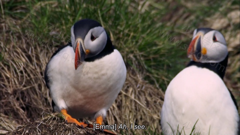 如果我是一只动物的剧照截图6