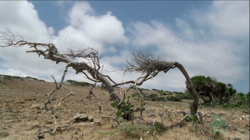 野性加勒比的剧照截图7