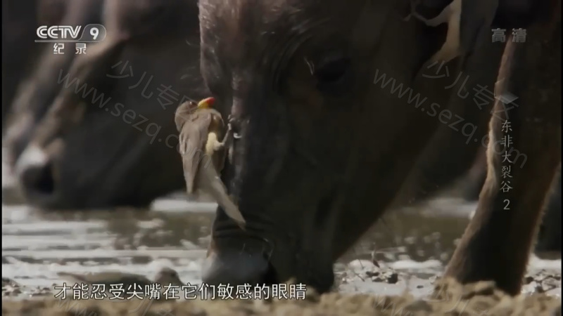 东非大裂谷 美丽的非洲心脏的剧照截图5