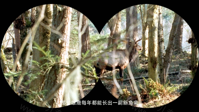 野生动物宝宝的剧照截图1