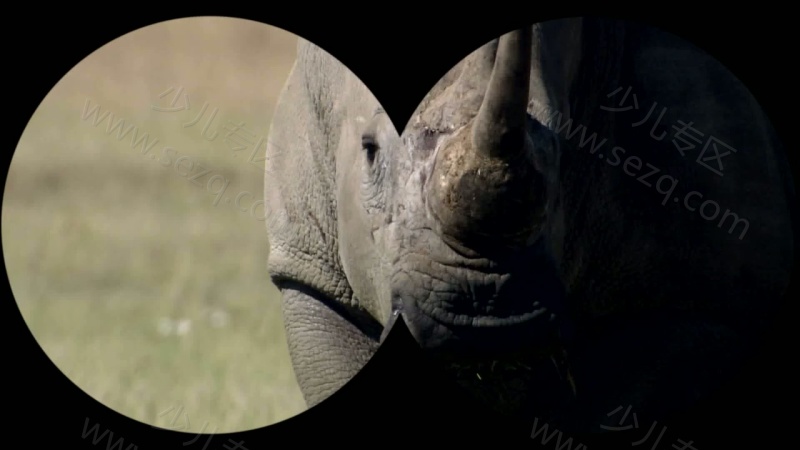 野生动物宝宝的剧照截图7