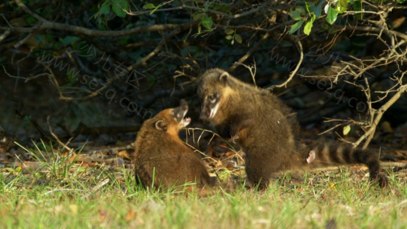 野性巴西的剧照截图2