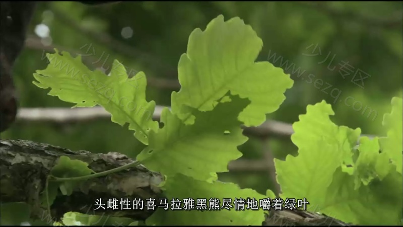 野性俄罗斯的剧照截图7