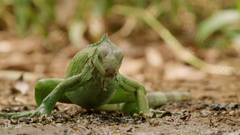 野性巴西的剧照截图7