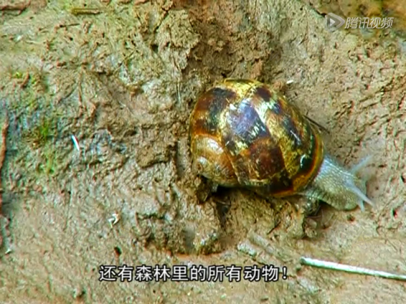 森林小精灵 Tork的剧照截图6