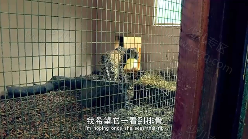 动物的母性的剧照截图1