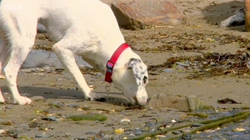 我的宠物的剧照截图5