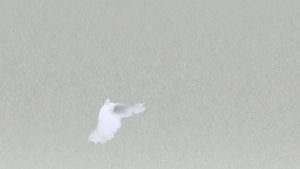 启蒙儿歌《瑞奇宝宝儿歌 Ricky Baby Nursery Rhymes》全103集 国语版 1080P/MP4/893.40MB 下载