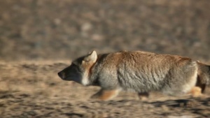 科普纪录片《地球生物圈 Round Planet》第一季全10集 英语英字 1080P/MP4/4.48GB 下载