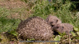 科普动画片《如果我是一只动物 If I Were an Animal》第一季全52集 英语英字 1080P/MP4/4.78GB 下载