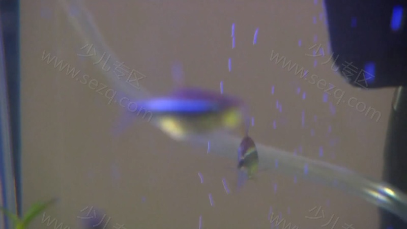 我的宠物和我的剧照截图1