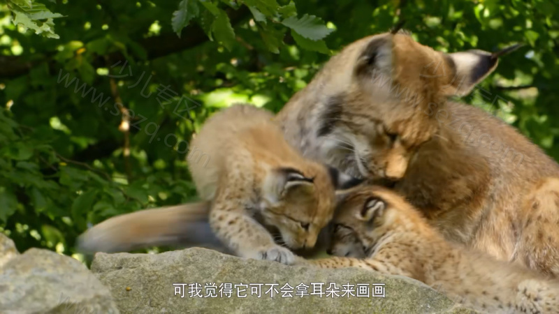 如果我是一只动物的剧照截图3