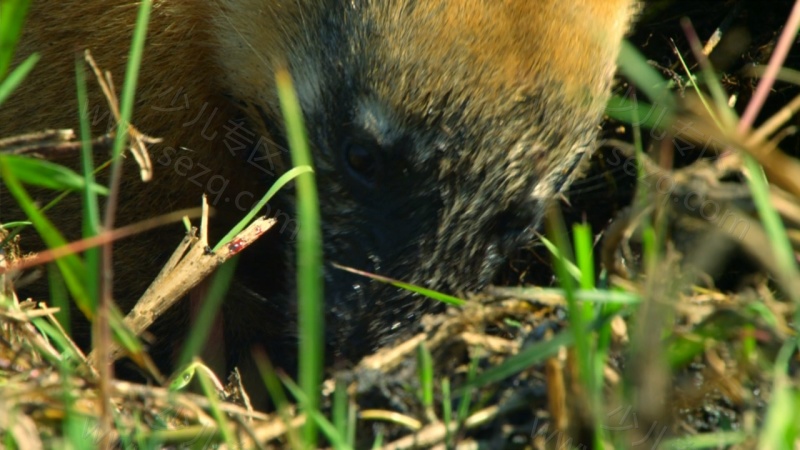 野性巴西的剧照截图6