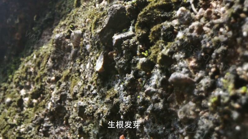 影响世界的中国植物的剧照截图6