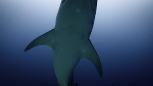 自然纪录片《欢迎来地球 Welcome to Earth》全6集 英语中字 4K/MP4/26.36GB 下载