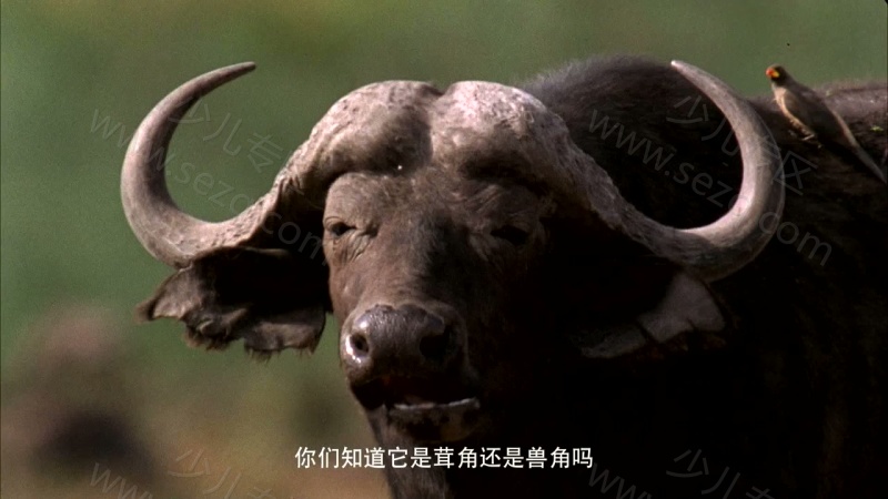 野生动物宝宝的剧照截图6