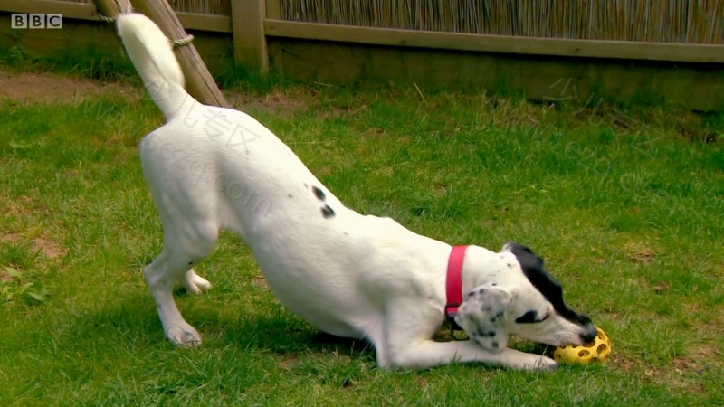 我的宠物的剧照截图3