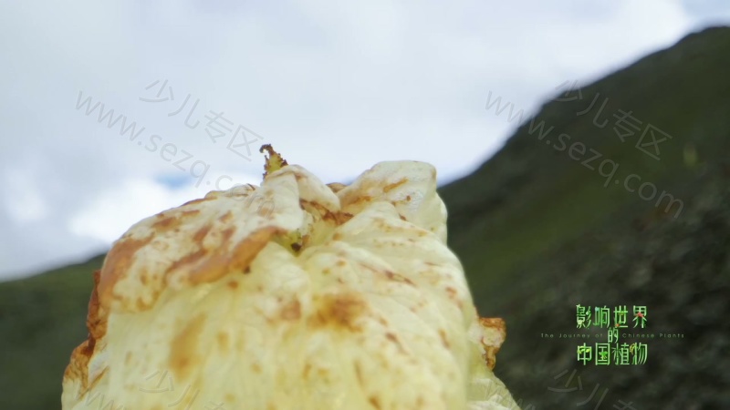 影响世界的中国植物的剧照截图3