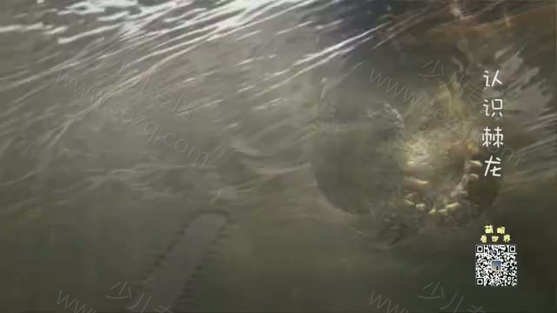 萌眼看世界的剧照截图5