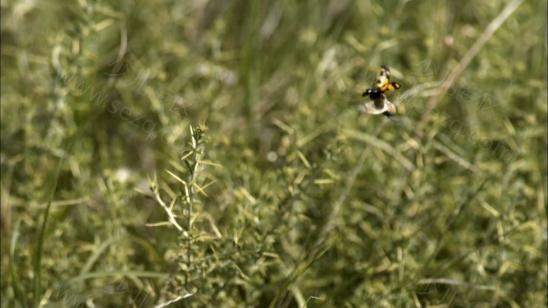 人类大历史的剧照截图5