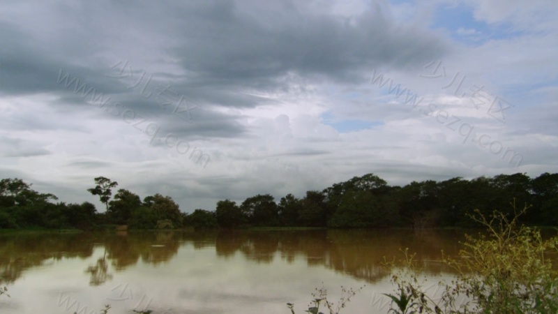 野性巴西的剧照截图4